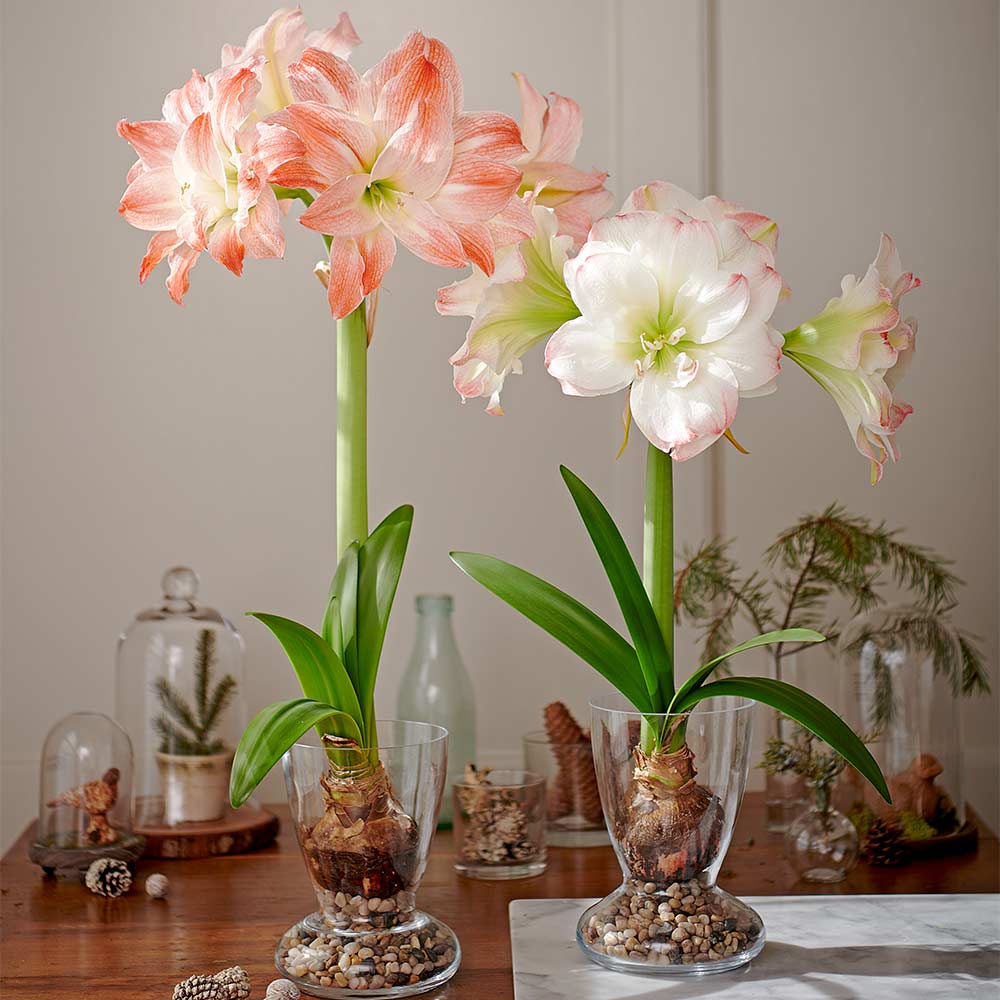 All Amaryllis by Variety White Flower Farm