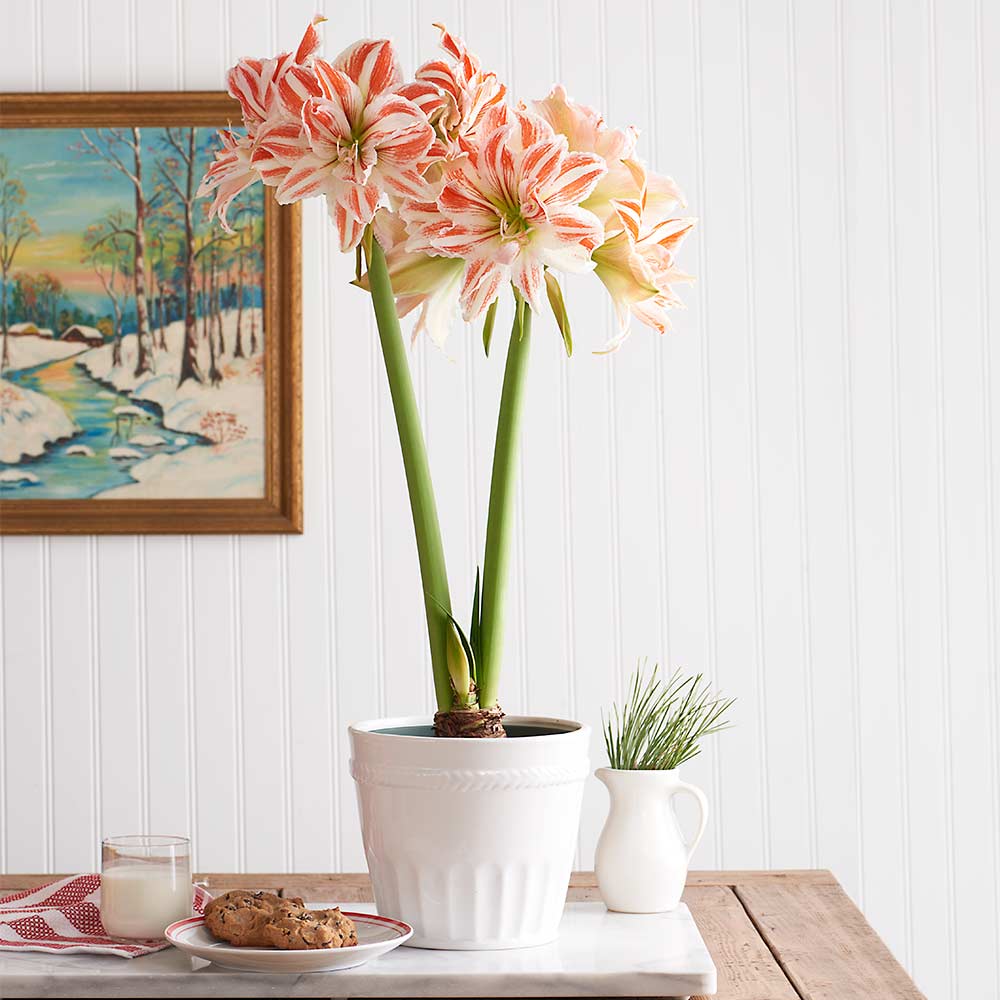 Amaryllis Dancing Queen®