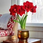  Amaryllis 'Velvet Nymph'