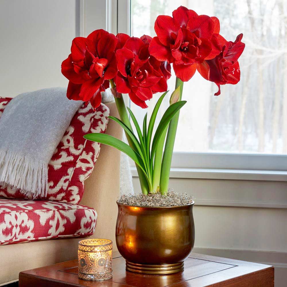 Amaryllis 'Velvet Nymph'