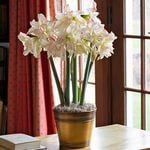  Amaryllis Harlequin®