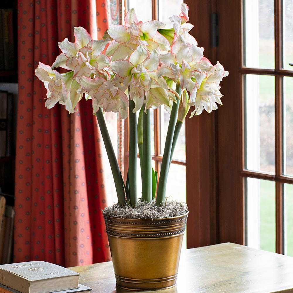 Amaryllis Harlequin®