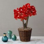  Amaryllis Rock 'n Roll®
