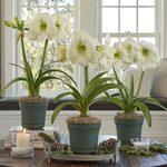  White Amaryllis in Nursery Pots to 3 Different Addresses - Standard Shipping Included