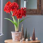  Amaryllis 'Red Toro,' one bulb in Roulette Pot and Saucer