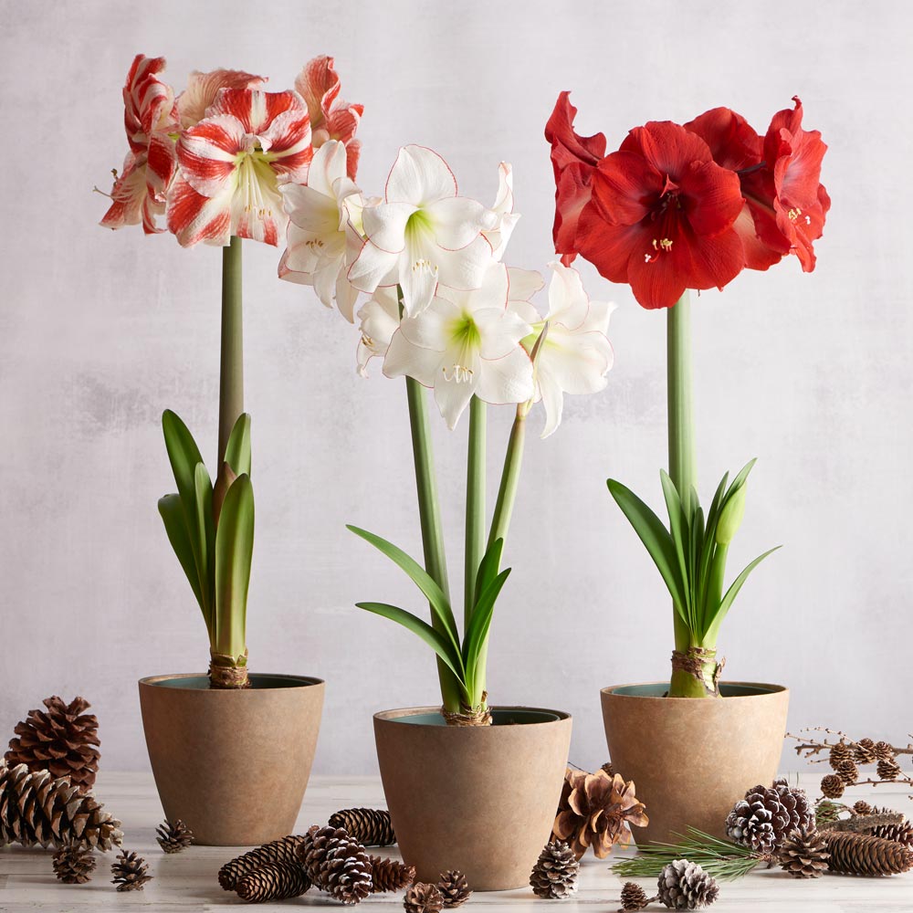 A Classic Trio of Amaryllis