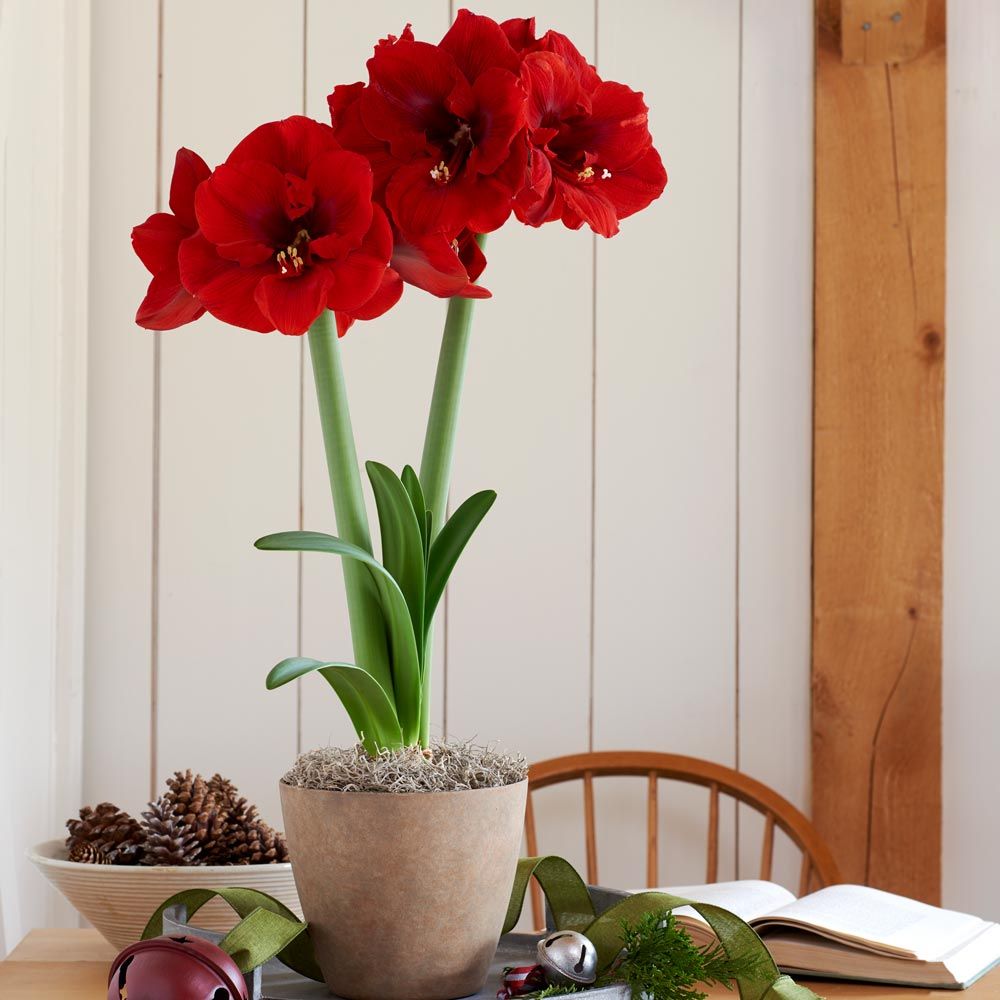 Amaryllis 'Lion King'