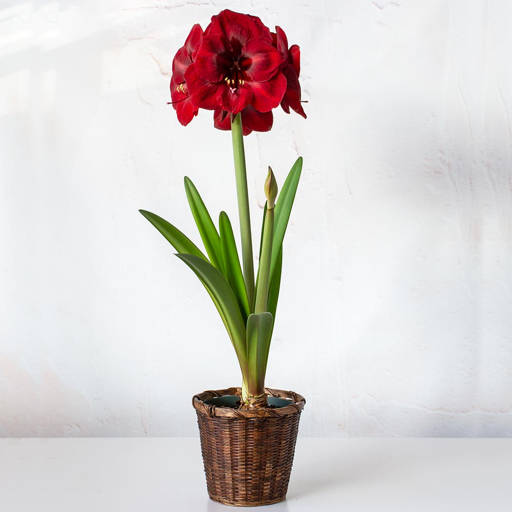 Amaryllis 'Premiere' White Flower Farm