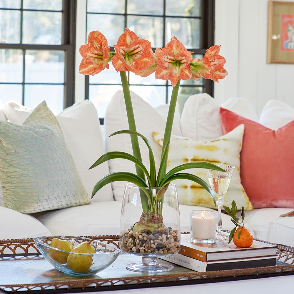 Amaryllis Bulbs In Glass White Flower Farm