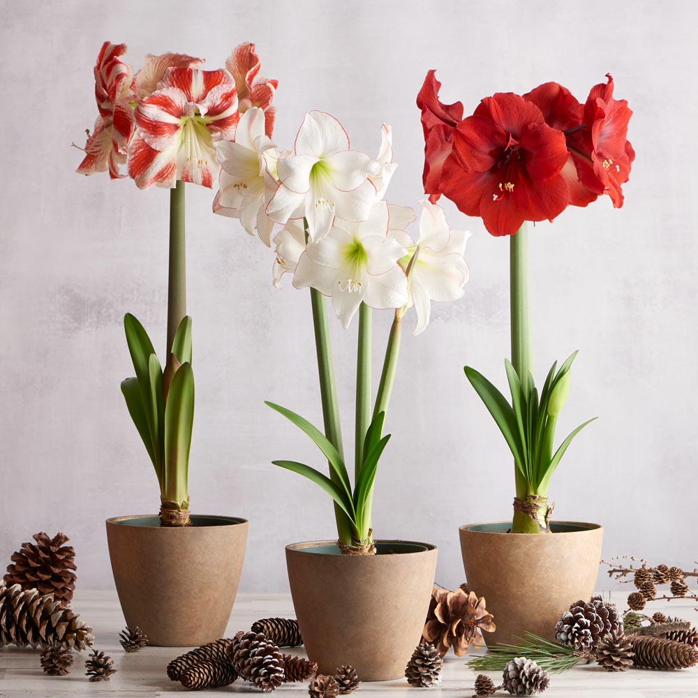 Spectacular Amaryllis Bulbs Perennial Resistant White Flower Gift Garden Plants 