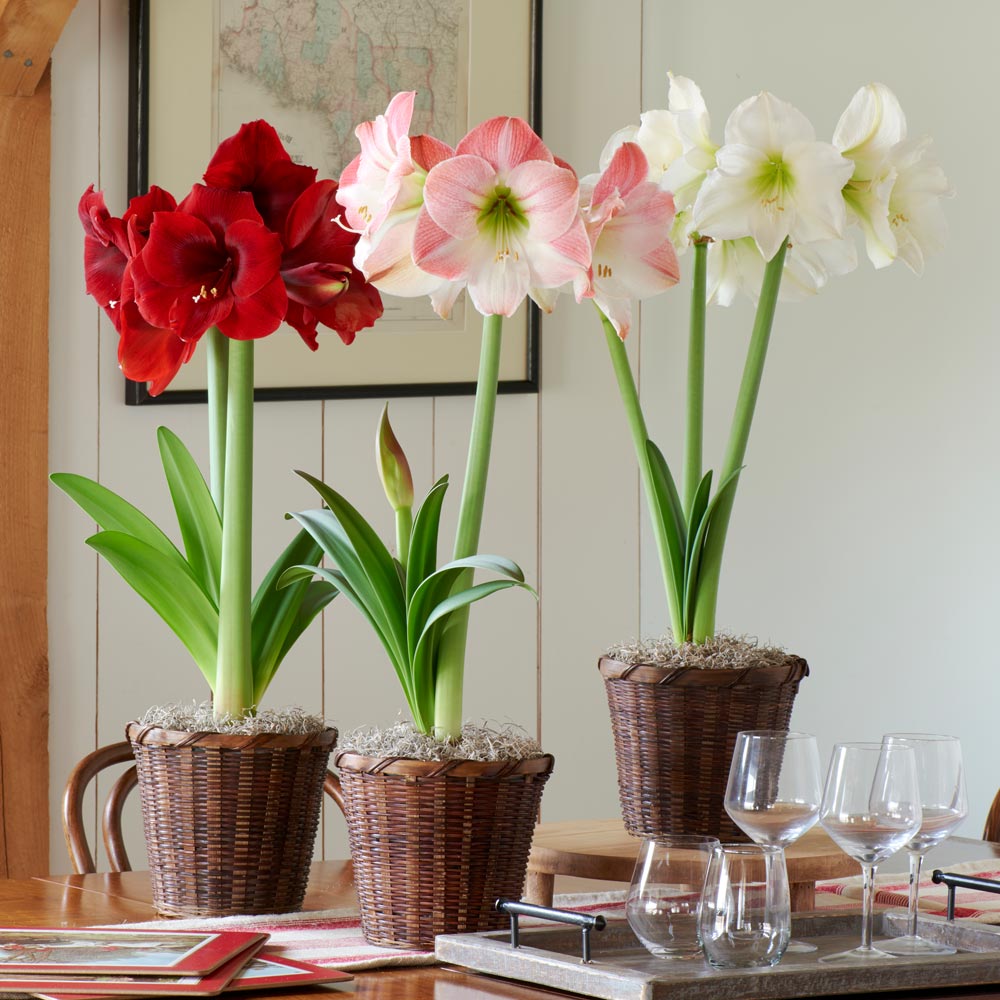 Spectacular Amaryllis Bulbs Perennial Resistant White Flower Gift Garden Plants
