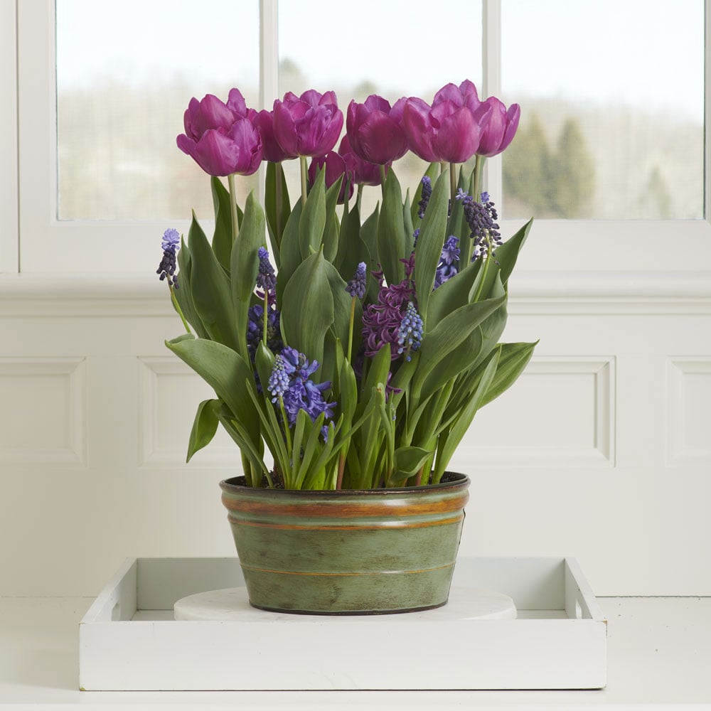 Spring Sonata Bulb Garden
