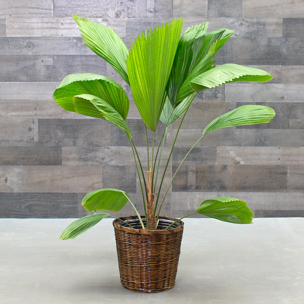 Fan Palm