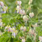  Dicentra spectabilis 'Cupid'