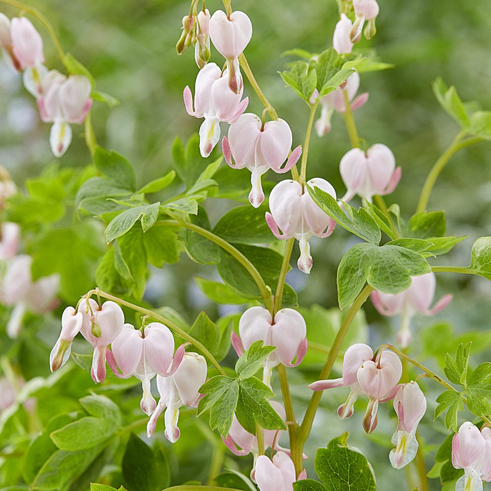 Dicentra spectabilis 'Cupid'