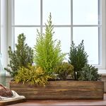  Indoor Evergreen Garden