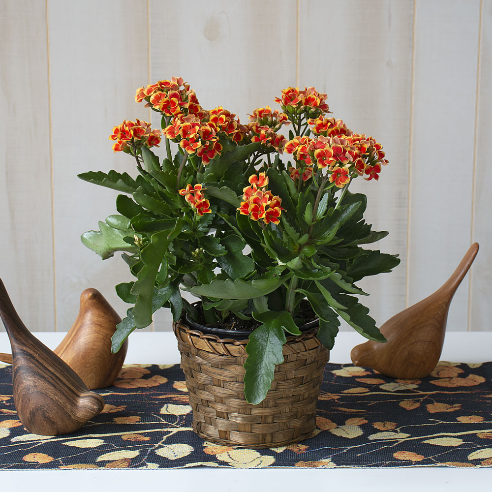 Orange Kalanchoe in woven basket