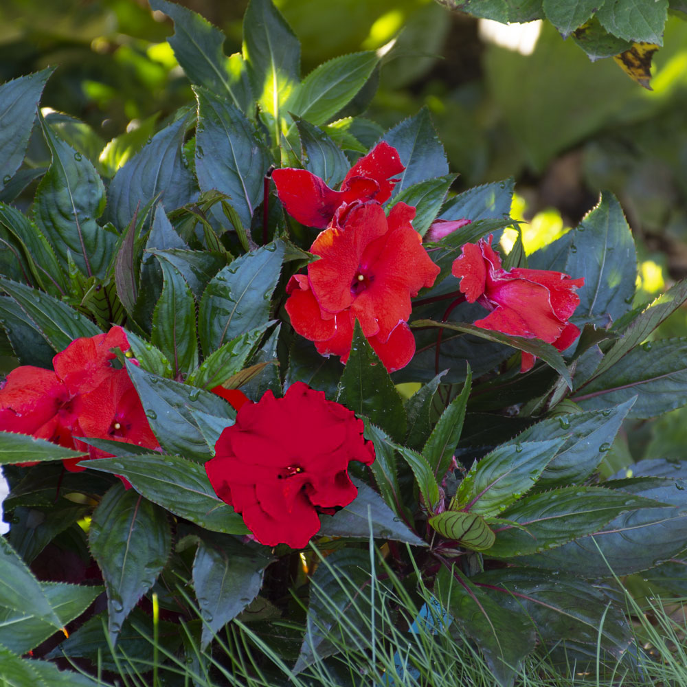 Impatiens Roller Coaster Red Racer White Flower Farm