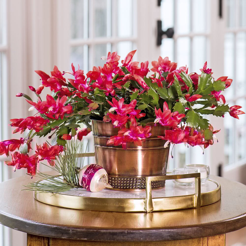 Red Holiday Cactus