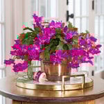  Pink Holiday Cactus in copper-toned cachepot