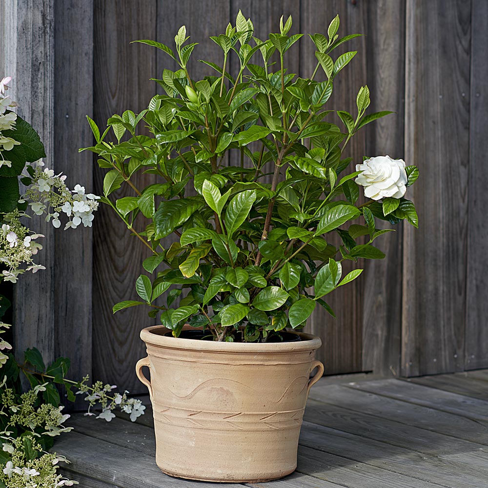 Gardenia jasminoides 'Aimee' White Flower Farm