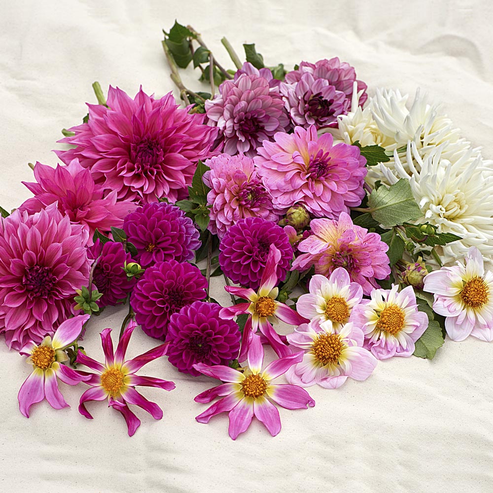 Raspberry Swirl Dahlia Collection White Flower Farm