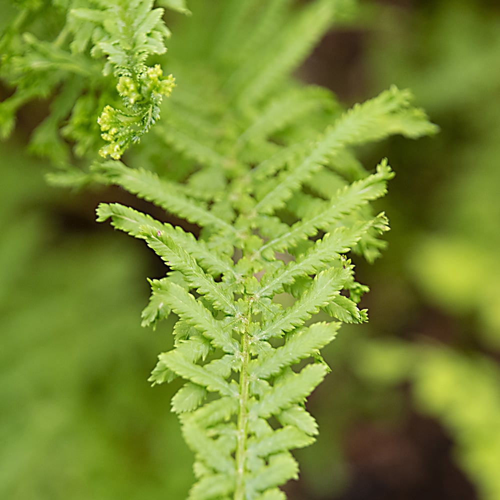 Athyrium filix-femina 'Victoriae'