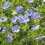 Cranesbill