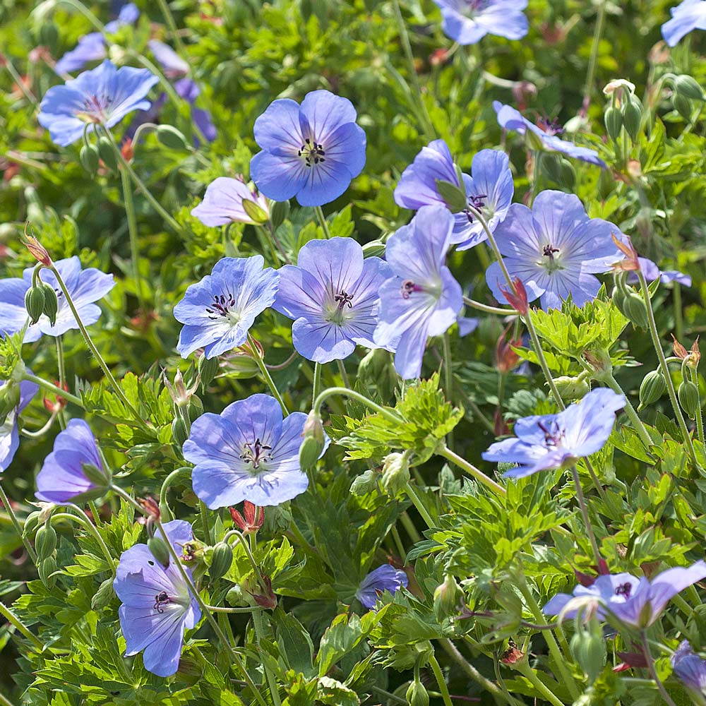 Geranium 'Azure Rush'