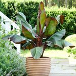  Ensete ventricosum 'Maurelii' - Ornamental Red Banana