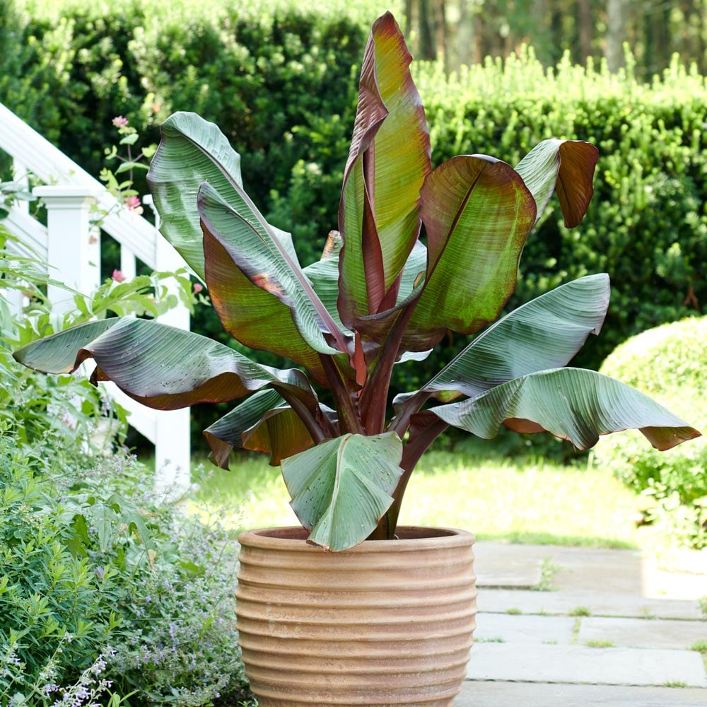 Ensete ventricosum 'Maurelii' - Ornamental Red Banana