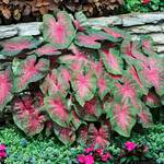  Caladium 'Red Flash'
