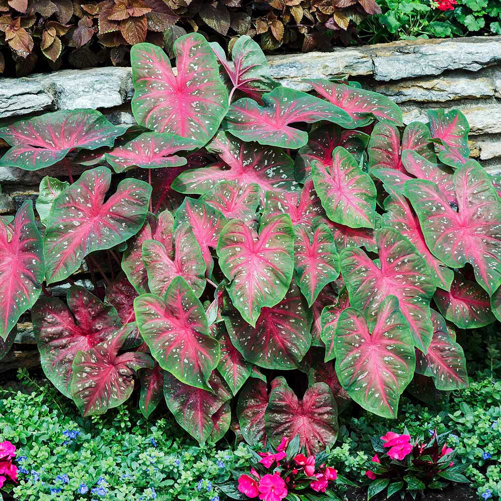 Caladium 'Red Flash'