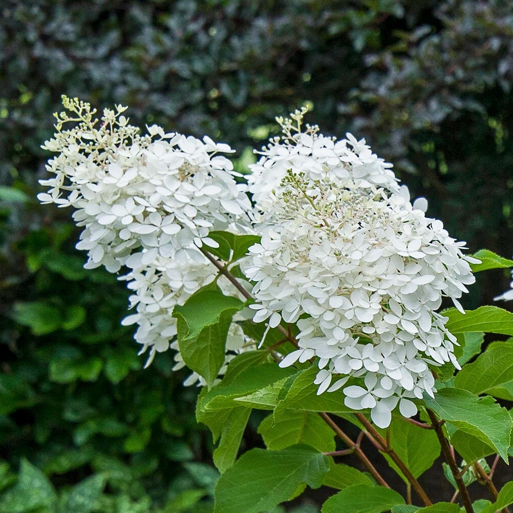 Hydrangea paniculata 'Phantom'