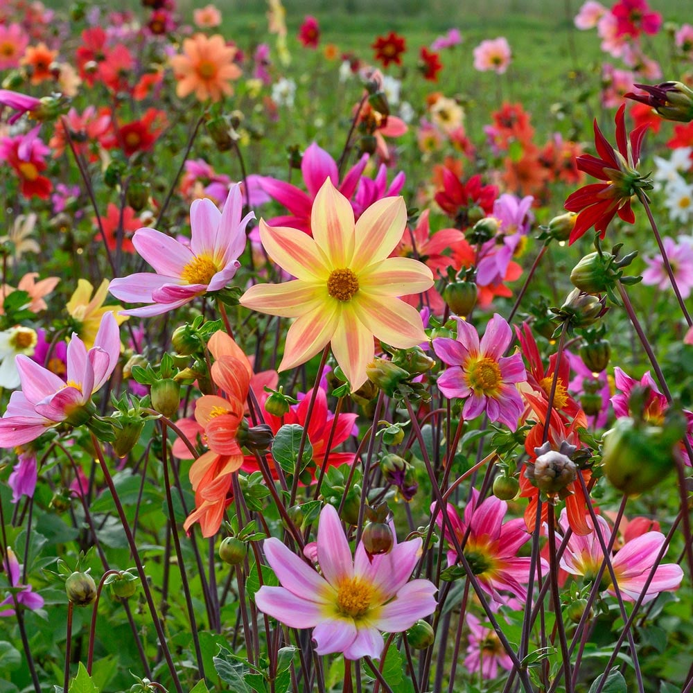 Bee Friendly Dahlia Mix