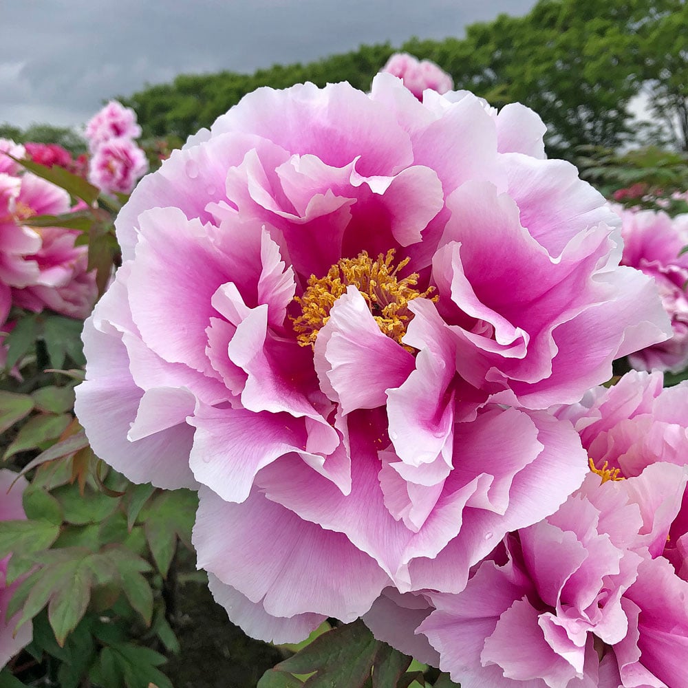 Paeonia suffruticosa 'Shimano-fuji' - Tree Peony