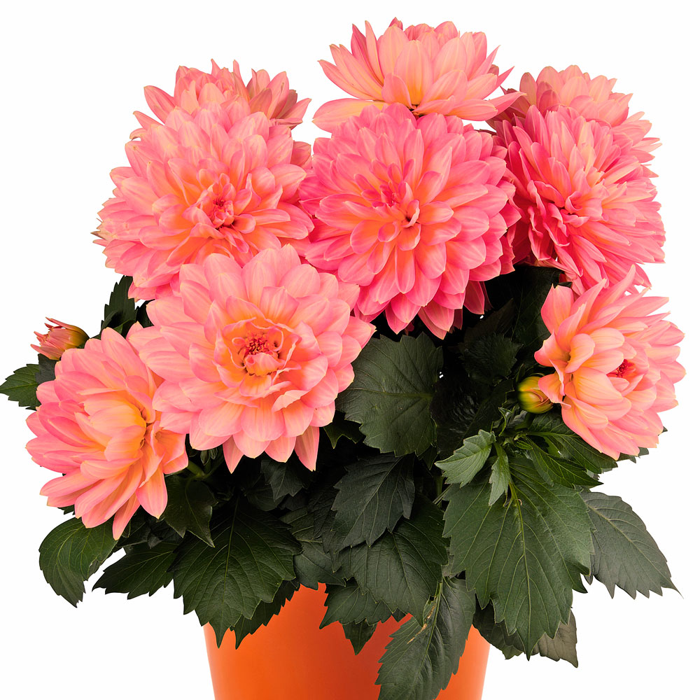 Dahlia 'XXL Merida' White Flower Farm