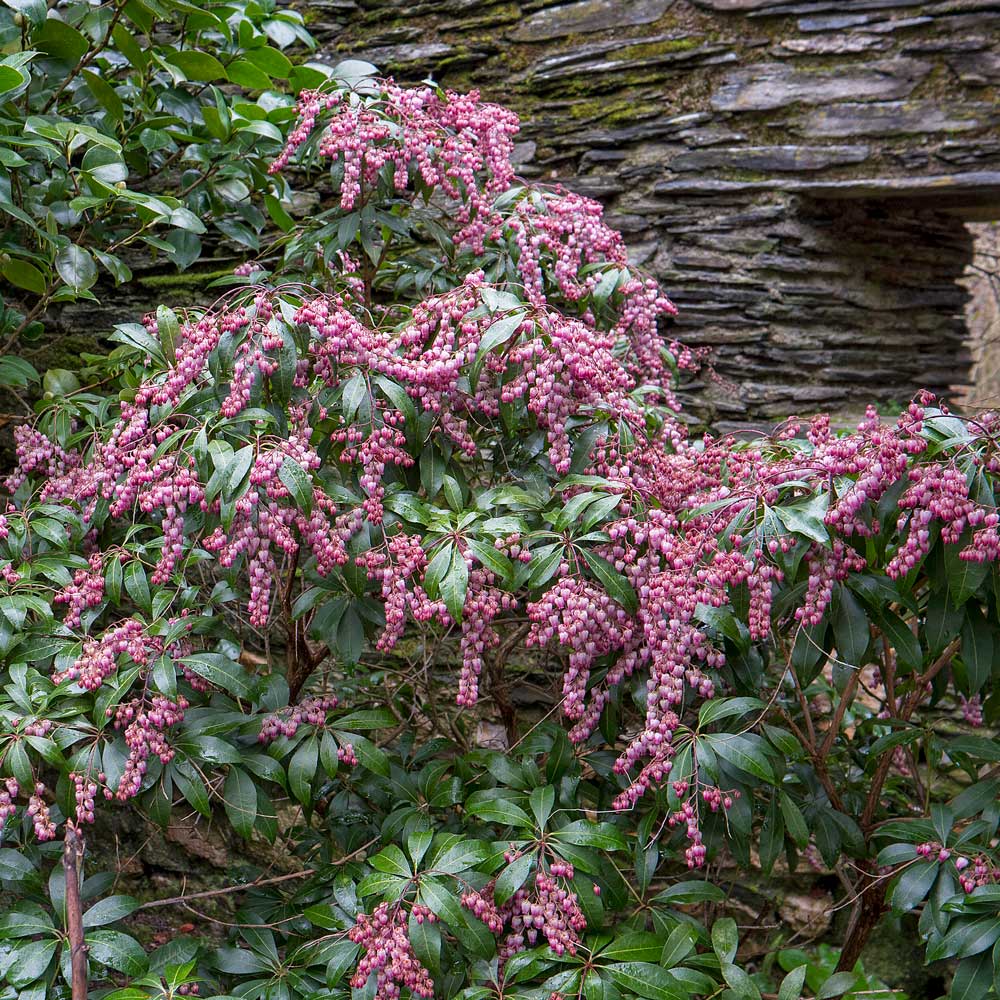 Image of Pieris japonica Katsura in full bloom