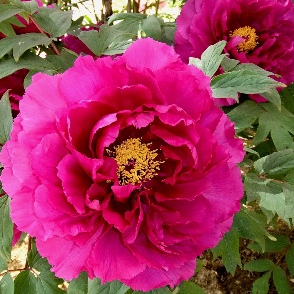 Paeonia suffruticosa 'Shimadaijin' - Tree Peony