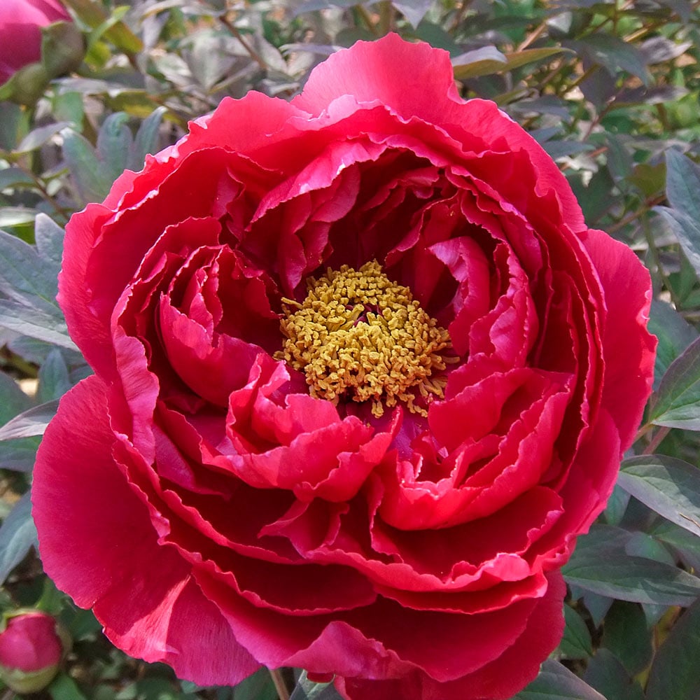 Paeonia suffruticosa 'Taiyo' - Tree Peony