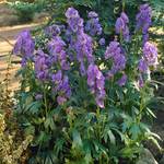  Aconitum carmichaelii 'Arendsii'