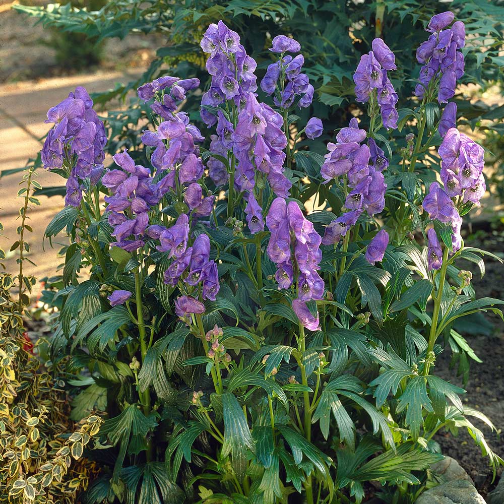 Aconitum carmichaelii 'Arendsii'