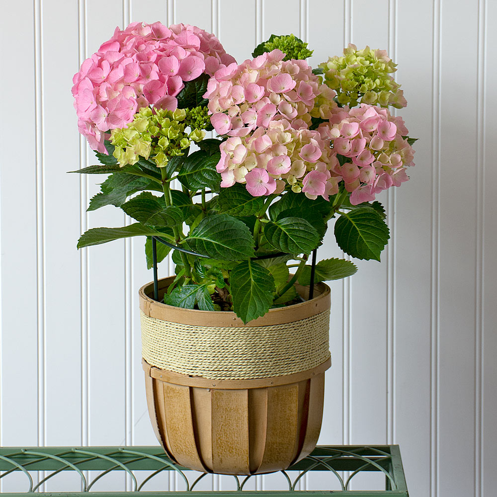 Months of Houseplants White Flower Farm