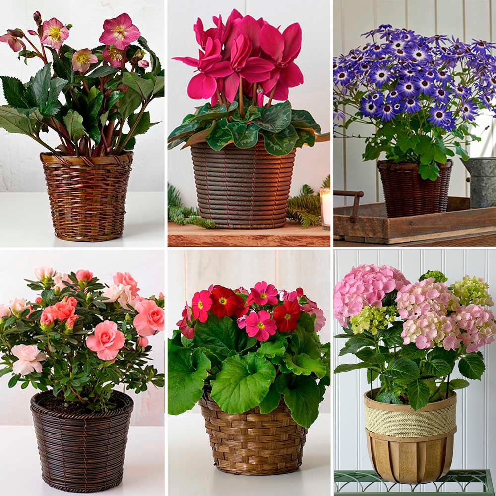 Months of Flowering Houseplants