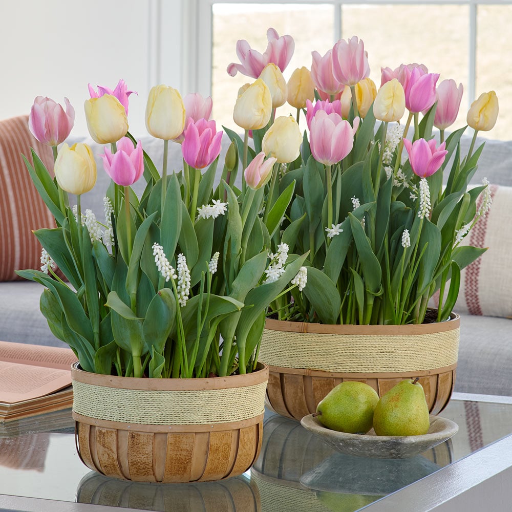 Springtime Scents Bulb Collection