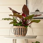 Houseplants with Colorful Foliage