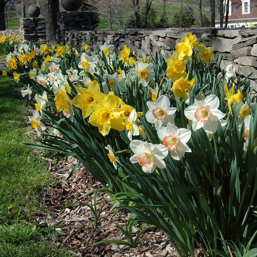 Daffodil Bulbs Flowers