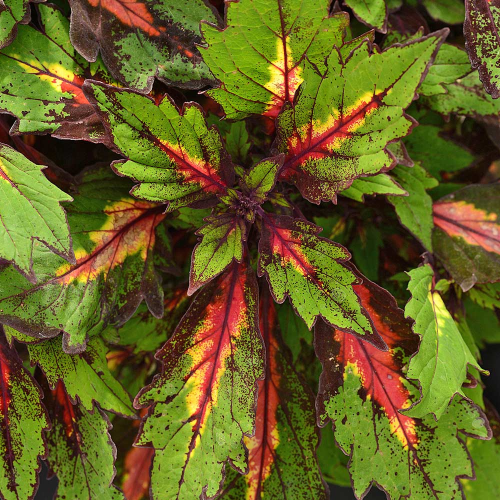 Coleus Special Effects