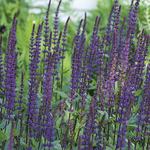 Perennial Salvia