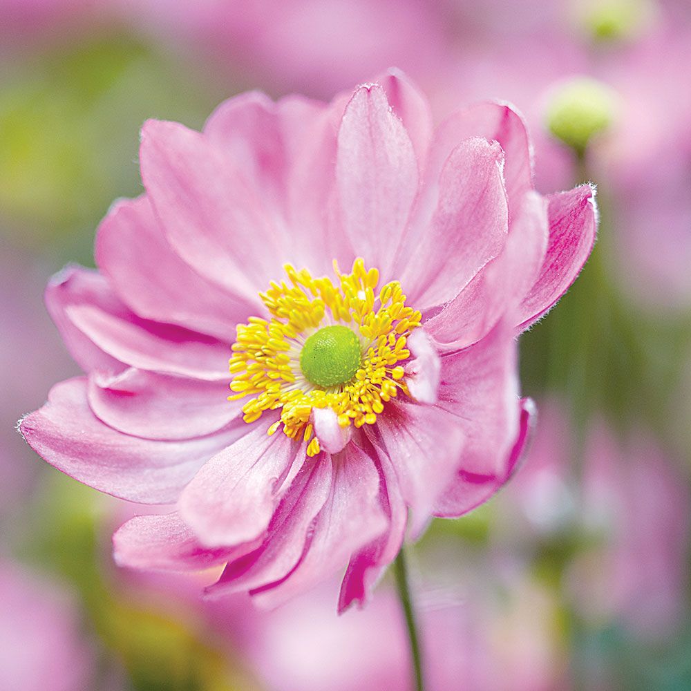 Anemone | White Flower Farm